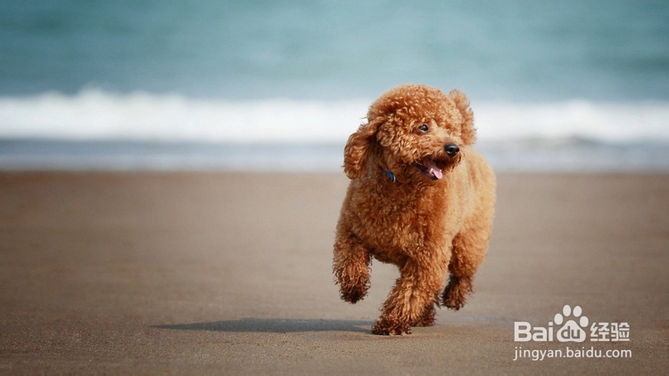 怎样给贵宾梳理毛发