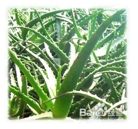 龙爪的价值与栽培方法