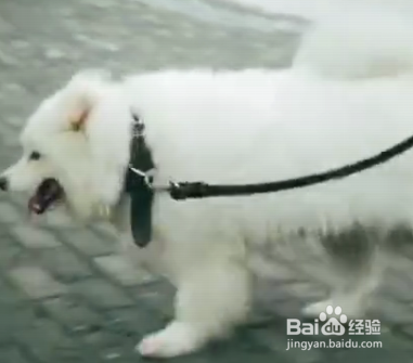 养萨摩耶需要注意的事项