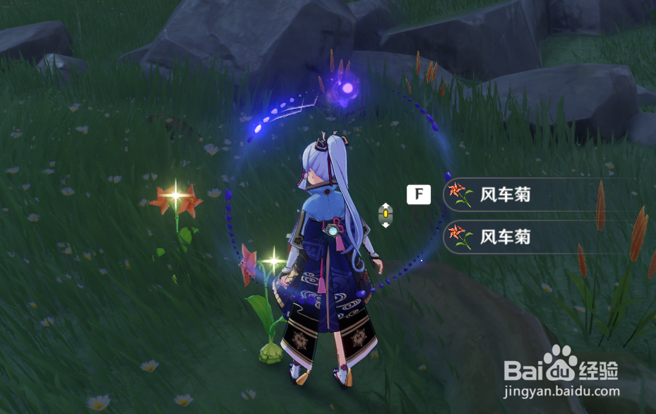 原神风车菊地图位置
