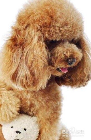 泰迪犬怎么样训练动作 敬礼送客排便的训练