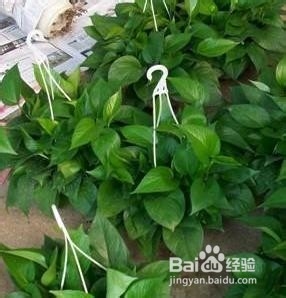 护理服务制度62