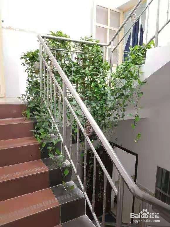 绿萝用绳子一绑,蹭蹭蹭爬满了墙!