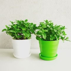 薄荷怎样种？种植薄荷需要注意什么？