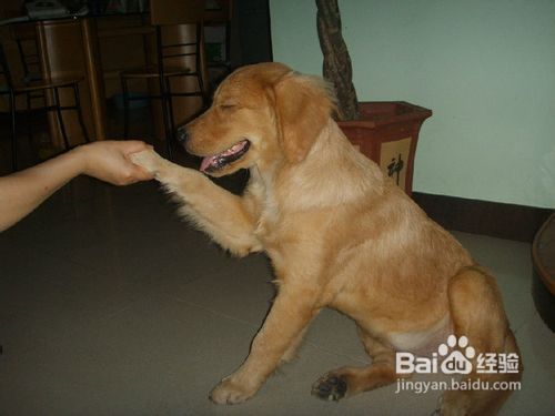 金毛犬尾巴的语言