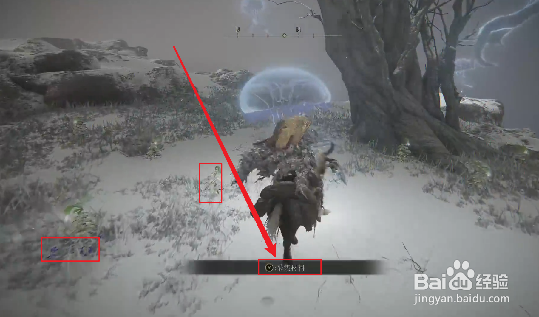 托莉娜睡莲采集位置推荐