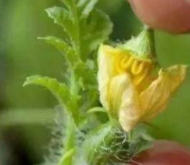 怎么在家种西瓜