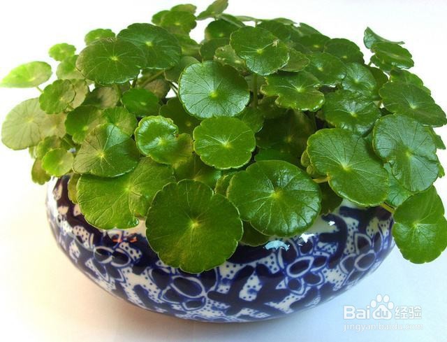 铜钱草作为家用盆景，有哪些功用？