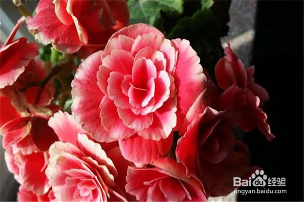 西府海棠花怎么养