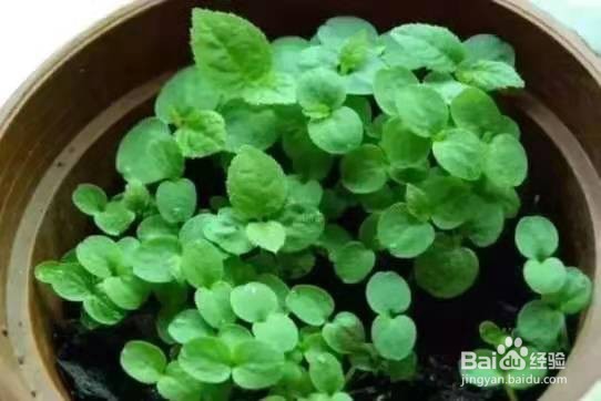 挖勺猕猴桃扔土里,7天变身毛茸茸叶子盆栽