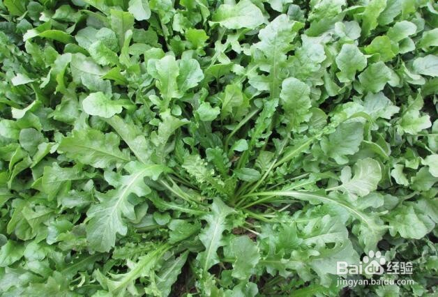 多吃下面几种食物对你的眼睛有帮助