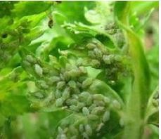 植物上常见病毒病及其防治办法