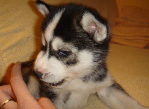 秋季保护好哈士奇的肠胃