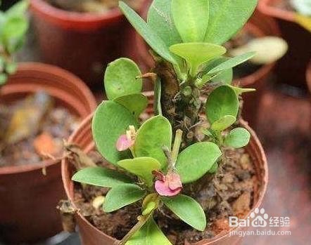 刺梅花叶子发黄怎么救