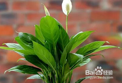 家里养这几种花，甲醛全跑光