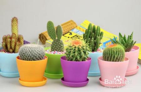 看富贵人家都是这样养花的!不光好看,还能好运连连!