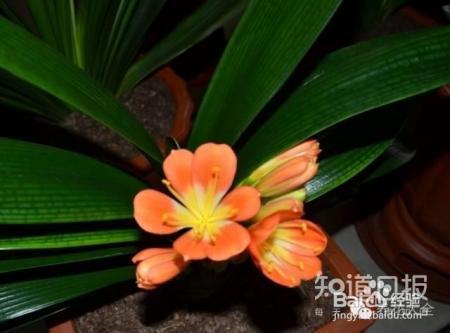 冬季养花7大法宝,小心你的花熬不到春天!