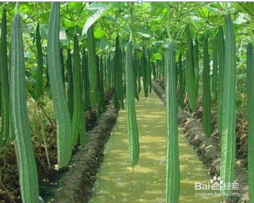 丝瓜的都有哪些养生美颜好处