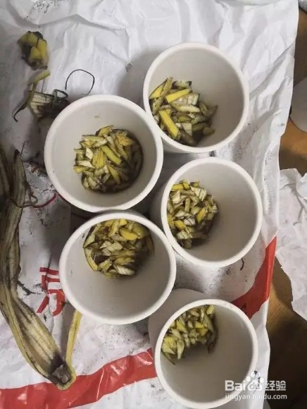 香蕉皮一晒、一泡,胜过花肥,根粗,抗冻强