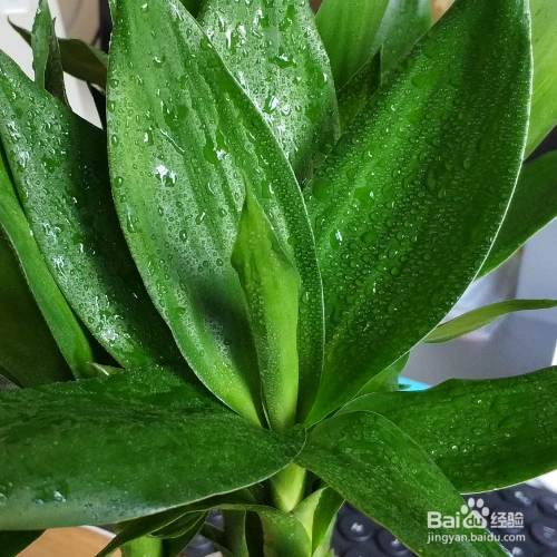 水培绿萝水里放点盐