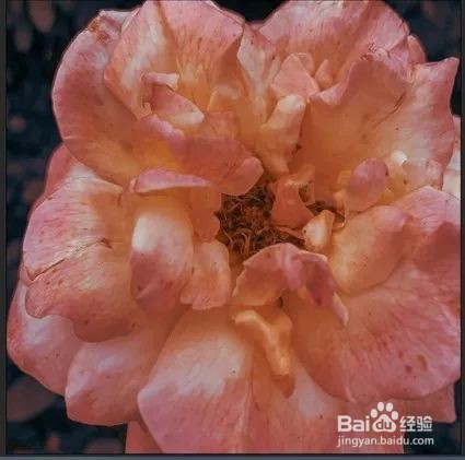 如何用PS调出油画的静物效果