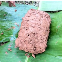 怎么做泥煨鸡全程