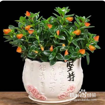 如何养护金鱼吊兰