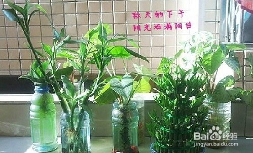 矿泉水瓶变废为宝