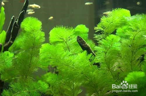草缸水里如何种绿菊
