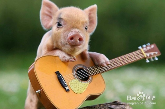 猪撞树上了怎么办