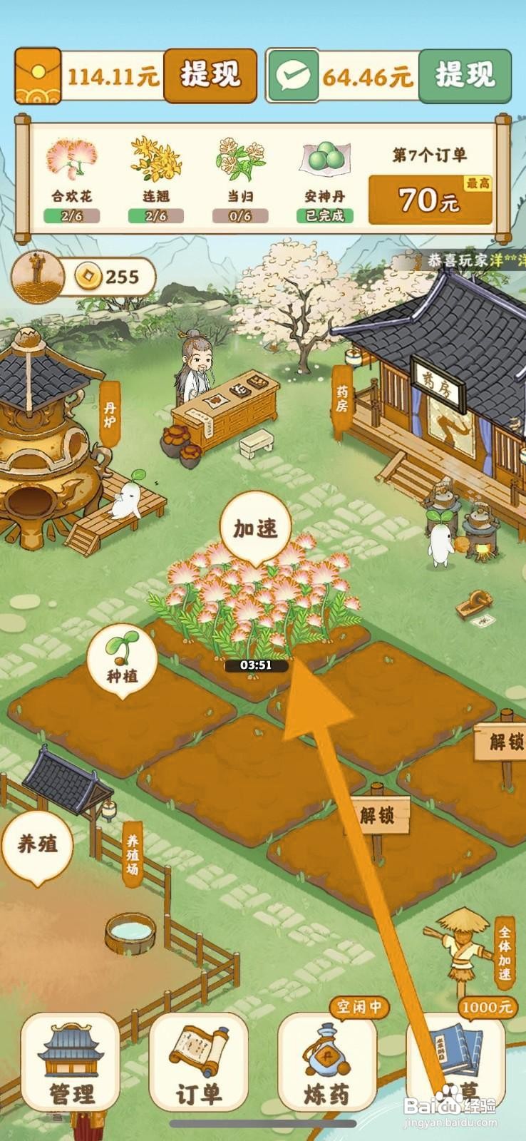 杏林世家如何成功种植合欢花