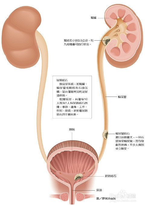 <b>肾虚不用药怎么补</b>