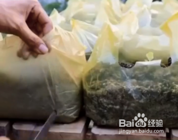 如何在家种植生菜园