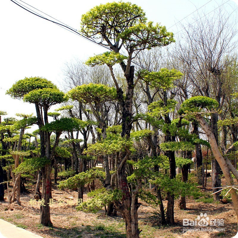 地产景观中选苗时需要注意哪些东西？