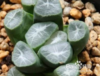 多肉植物万象怎么养