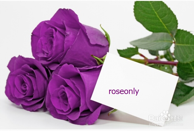 紫玫瑰哪里有卖