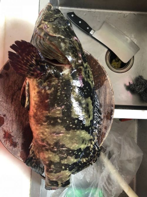 一鱼两吃之龙胆石斑鱼