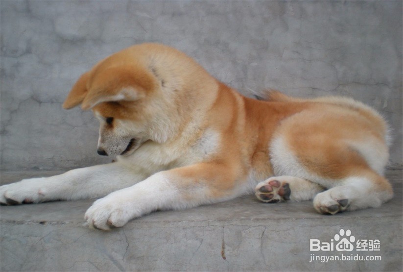 秋田犬掉毛怎么办