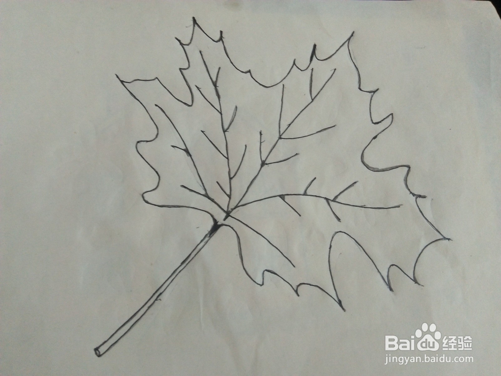 简笔画如何画枫叶