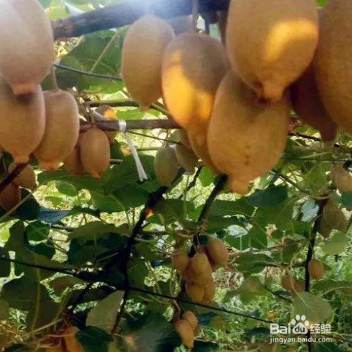 怎样使猕猴桃快速变软成熟