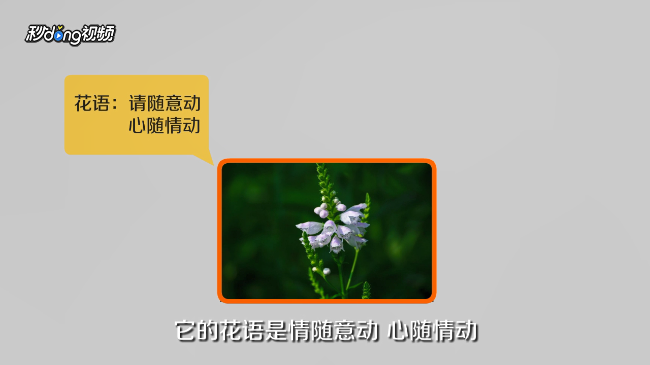 随意草的花语是什么