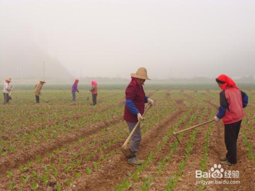 白芨如何种植长得快