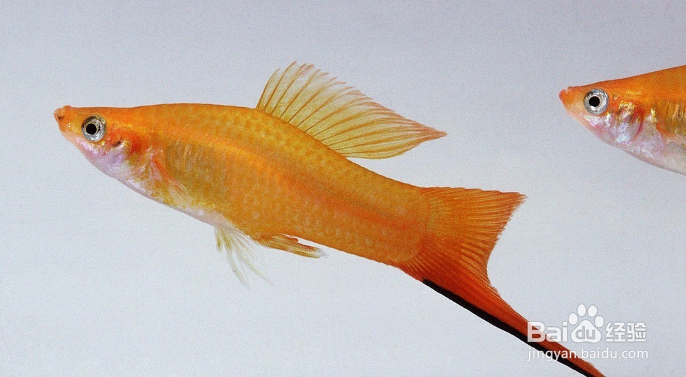 剑尾鱼的特性是什么 如何饲养