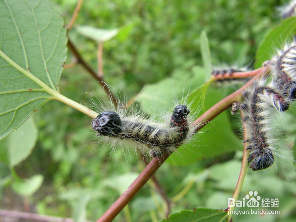 森林有害生物林间调查方法
