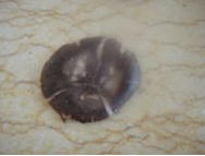 如何用美的电蒸锅做扣三丝