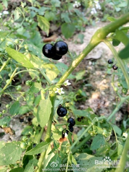 可以吃用的野菜，和它们的功效