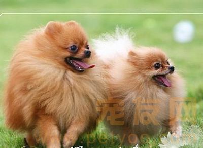 博美犬的性格和气质 百度经验