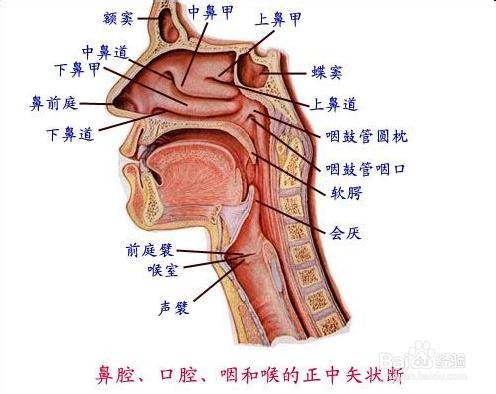 嗓子不好怎么唱歌