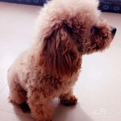 狗狗的毛为什么老是打结