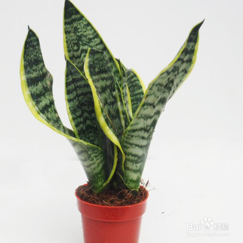 虎皮兰烂根的解决方法